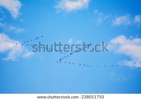 flock of birds flying in v formation under a cloudy sky. Shot in Sardinia, Italy