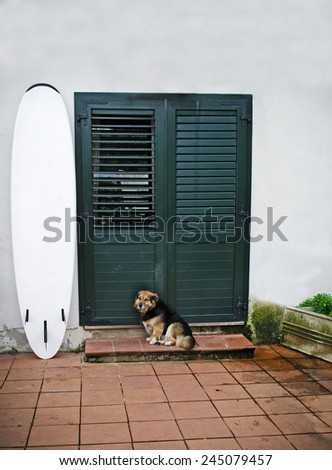 small dog in front of a green door