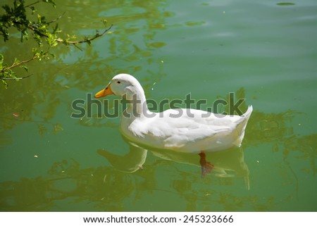 close up of a white duck swimming in a green pond