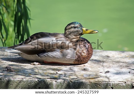 duck sit on a small wall by the pond