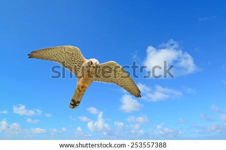 flying hawk under a blue sky with clouds
