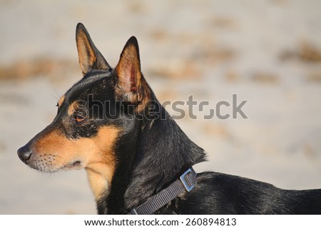 portrait of a black and yellow dog on blurred background