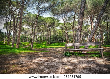 wooden bench in a pine forest in hdr tone mapping effect