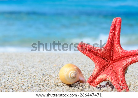 red starfish and yellow shell by the shore in a tropical beach