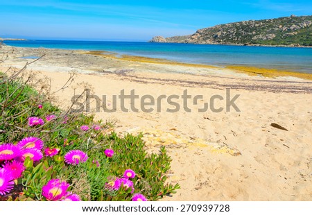 pink flowers by the sea in Capo Testa, Sardinia