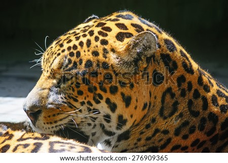 close up of a jaguar head side view