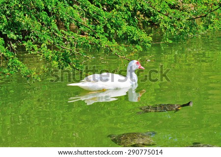 muscovy duck and turtles in a green pond