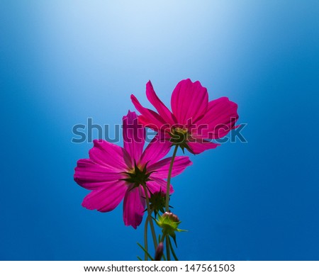 Pink flower on blue screen