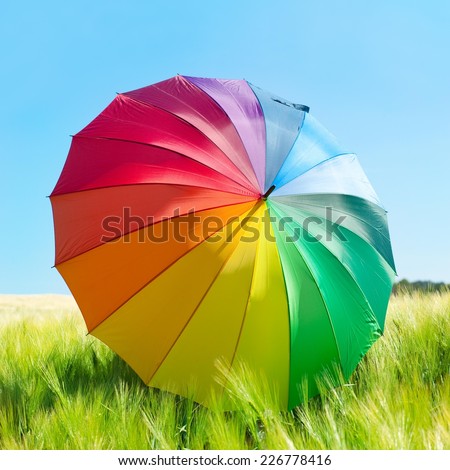 Colorful umbrella in a wheat field.
