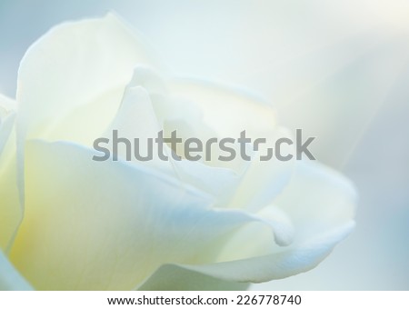 Close up of a beautiful white rose in the morning sun.