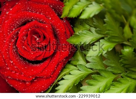 Close up of red rose with dew drops