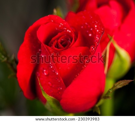 Close up of a rose petals covered with dew