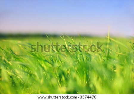 Earth & sky: grass