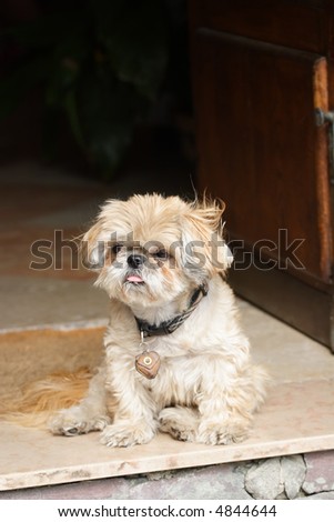 Little shaggy dog sitting in a door frame #1