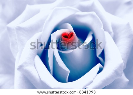 Love birth. Light blue toned rose with red heart symbol from petal in center. Look like \