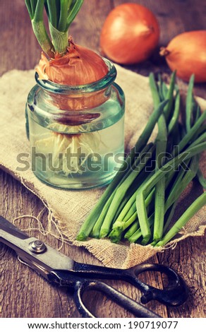 cut green onion, onions sprouting in the bank, scissors on the wooden background in vintage style (toning)