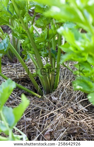 celery in the garden (organic farming)