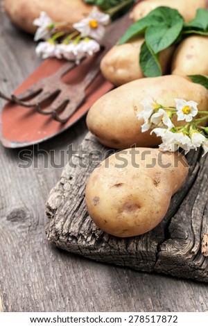 potato with leaves and flowers on a wooden background in rustic style. harvest potatoes