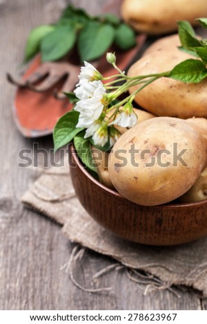 potato with leaves and flowers on a wooden background in rustic style. harvest potatoes