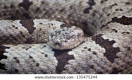 Banded Rock Rattlesnake, Crotalus Lepidus Klauberi