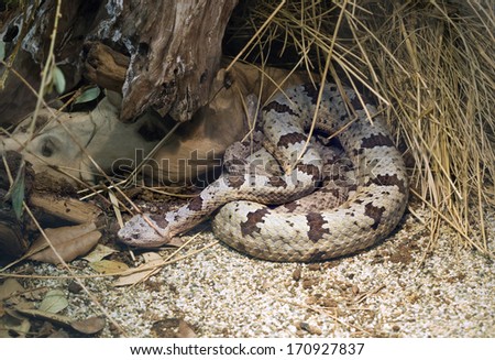 Banded Rock Rattlesnake, Crotalus Lepidus Klauberi
