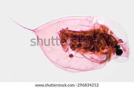Microscopic Image of Pond Plankton Water Flea Daphina