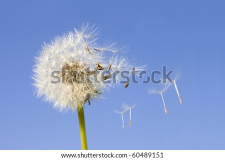 Dandelion offspring detached by the wind isolated on blue sky background