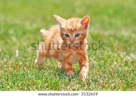 Cute Lovely Young Cat Running On Green Grass