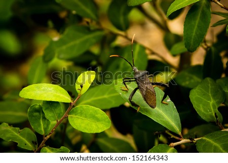 A bug hangs out on a leaf / Bug / A bug sits on a leaf