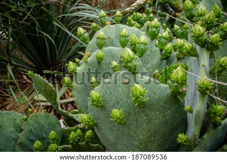 Prickly Pear Cactus beginning to bloom/ Prickly Pear/ Prickly Pear starts to bloom for Spring.