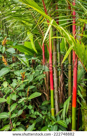 A Sealing-wax palm with it's red stem/  Sealing-wax palm/ A Sealing-wax palm (cyrtostachys renda) shows its bright stems in Hawaii.
