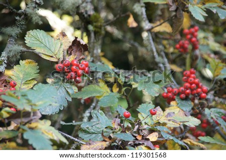 Red autumn berries on mountain ash in the Seattle Arboretum