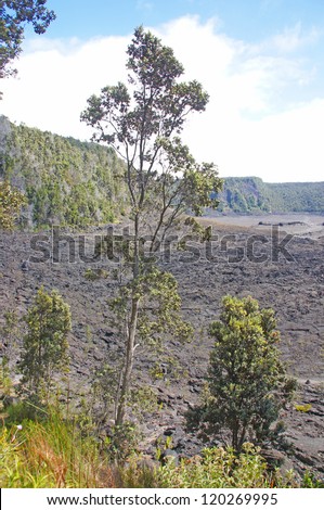 View of Kilauea iki crater floor  from tropical rainforest in Hawaii Volcano National Park,  Hawaii