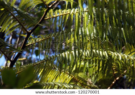 Large fronds of a fern tree Hawaii Volcano National Park,  Hawaii