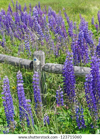 Purple lupines along a rail fence on Mount Desert Island, Acadia National Park,Maine