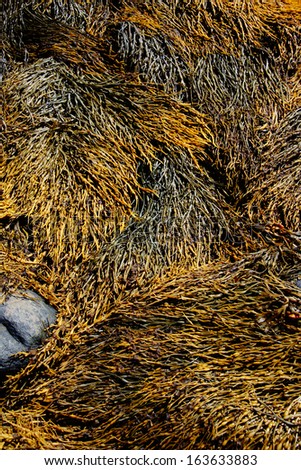 Seaweed and kelp on beach rocks,Mount Desert Island, Acadia National Park,SeawallMaine