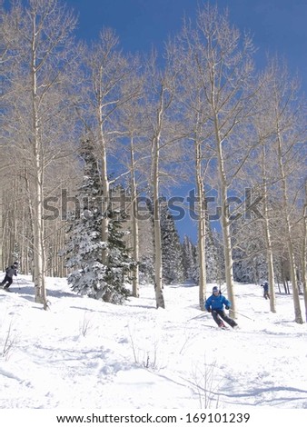 STEAMBOAT SPRINGS, COLORADO - JAN 30 - Skier moves through bare winter aspens on Jan 30, 2010, in Steamboat Springs, Colorado