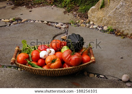 Fall harvest basket with tomatoes, squash and peppers from Seattle garden