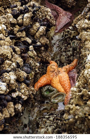 Orange starfish (sea star)  exposed by low tides  on an Oregon Beach near Yaquina Head, Newport.   echinoderms belonging to the class Asteroidea