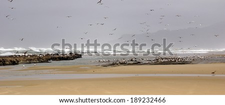 Flocks of seagulls flying along the coastal sand beach at low tide,  near Yaquina Head, Newport, Oregon coast