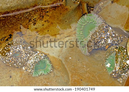 Green sea anemone under quiet water in a tide pool near Yaquina Head, Oregon coast.Anthopleura xanthogrammica,   is a species of intertidal sea anemone of the family Actiniidae.