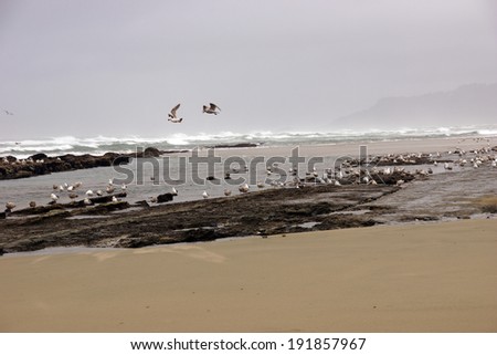 Flocks of seagulls flying along the coastal sand beach at low tide,  near Yaquina Head, Newport, Oregon coast