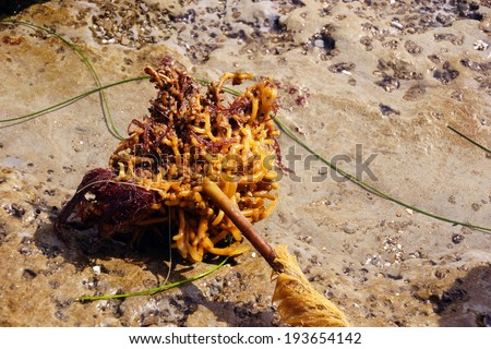 Holdfast of Bull Kelp ( Nereocystis luetkeana ) washed ashore   Oregon coast