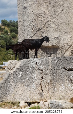 Black goat walking along ancient cemetery tombs  Xanthus ( Xantos) , Turkey