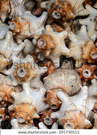 Sea shells sold for religious offerings and souvenirs  outside the Tirupati temples, in Andhra Pradesh, India.