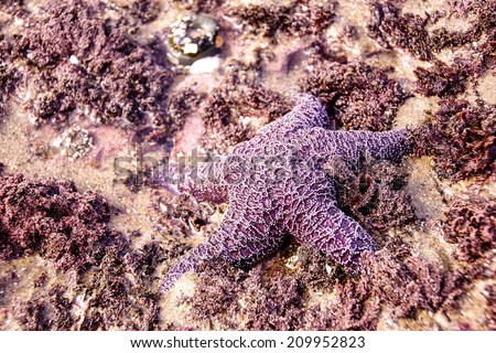 Purple sea star ( Pisaster ochraceus ) exposed by low tides  on an Oregon Beach near Yaquina Head, Newport.   echinoderms belonging to the class Asteroidea