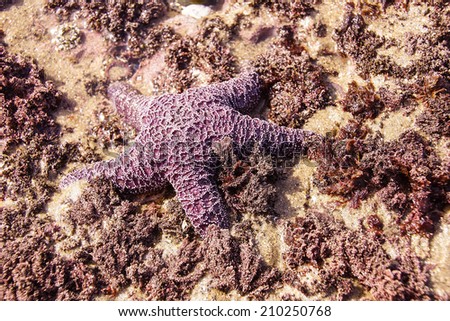 Purple sea star ( Pisaster ochraceus ) exposed by low tides  on an Oregon Beach near Yaquina Head, Newport.   echinoderms belonging to the class Asteroidea