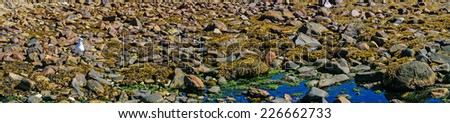 Panorama, Granite pebbles form the beach  at the Seawall  Maine,Mount Desert Island, Acadia National Park