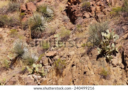 Century plant (Agave americana) on hillside,  with sabra, opuntia and other cacti,  Salt River Canyon, Arizona