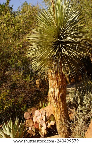 Beaked yucca (Yucca thompsoniana) century plant, Boyce Thompson Arboretum State Park, Arizona